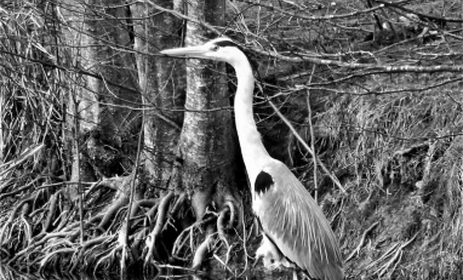 Exposition photo de nature et art vivant par Yann Boquien